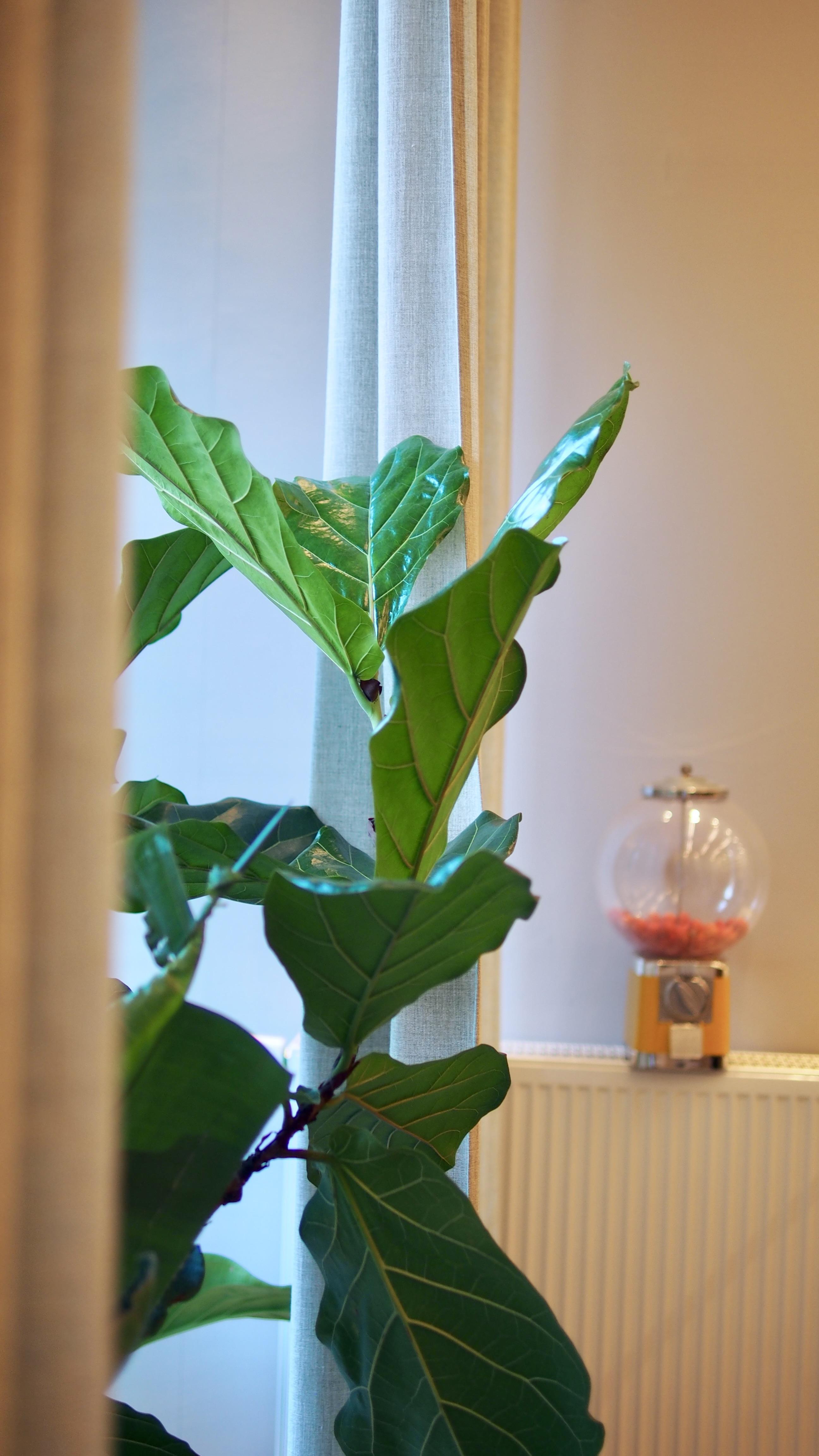 Kopfwelt Studio Geigenpfeige